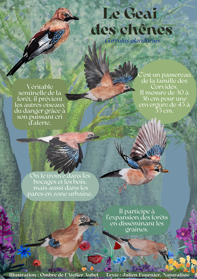 Le geai des chênes