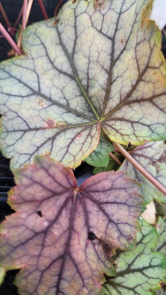 Heuchera 'Venus' 12cm pot