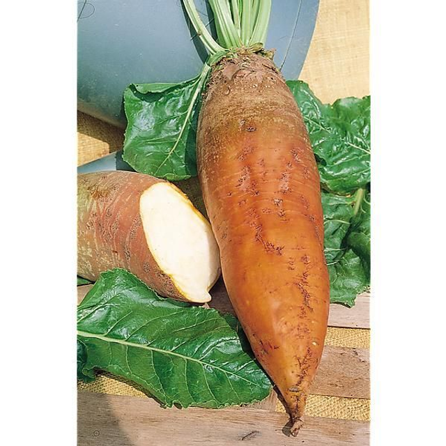 Betterave fourragère jaune géante de Vauriac