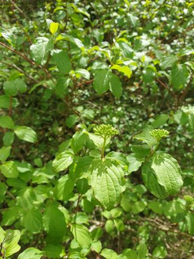Cornouiller Sanguin (Cornus sanguinea)