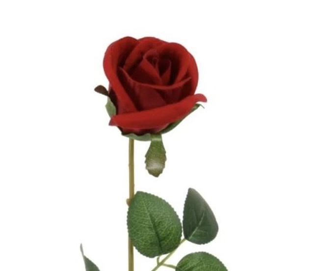 Valentine Rose