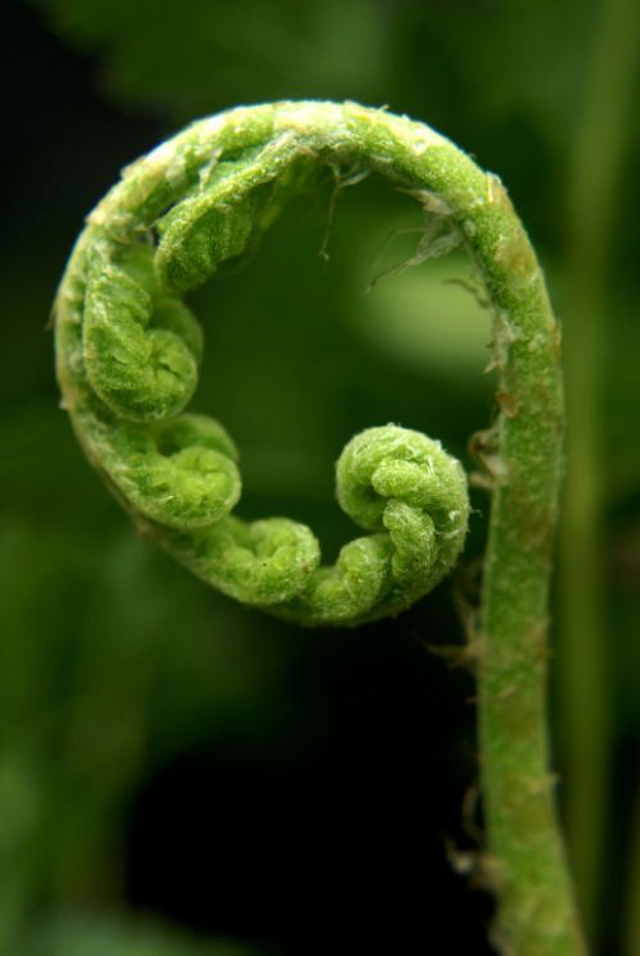 Woodwardia fimbriata- Giant Chain Fern plug plant