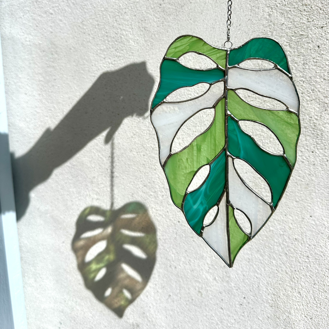 Feuille Adansonii (verte et blanche)