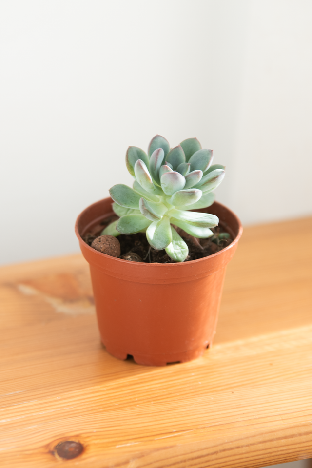 Pachyveria (mini) 🌿