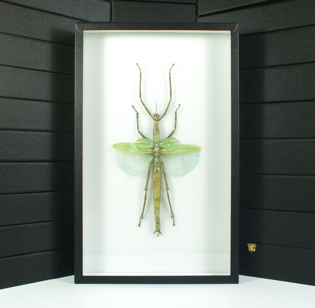 Eurycnema versirubra