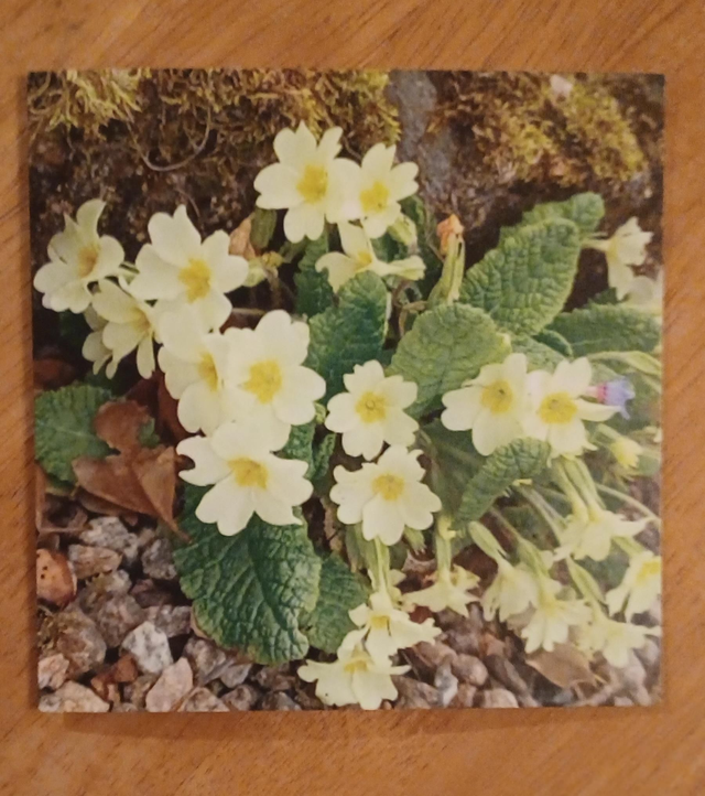 Primrose greetings card