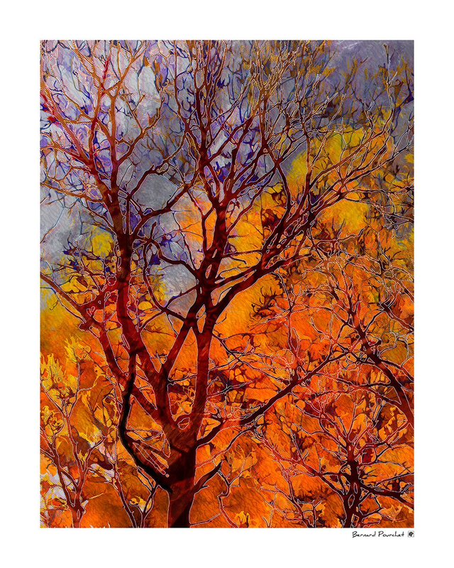 Arb04 - Silvanum Cinere 342