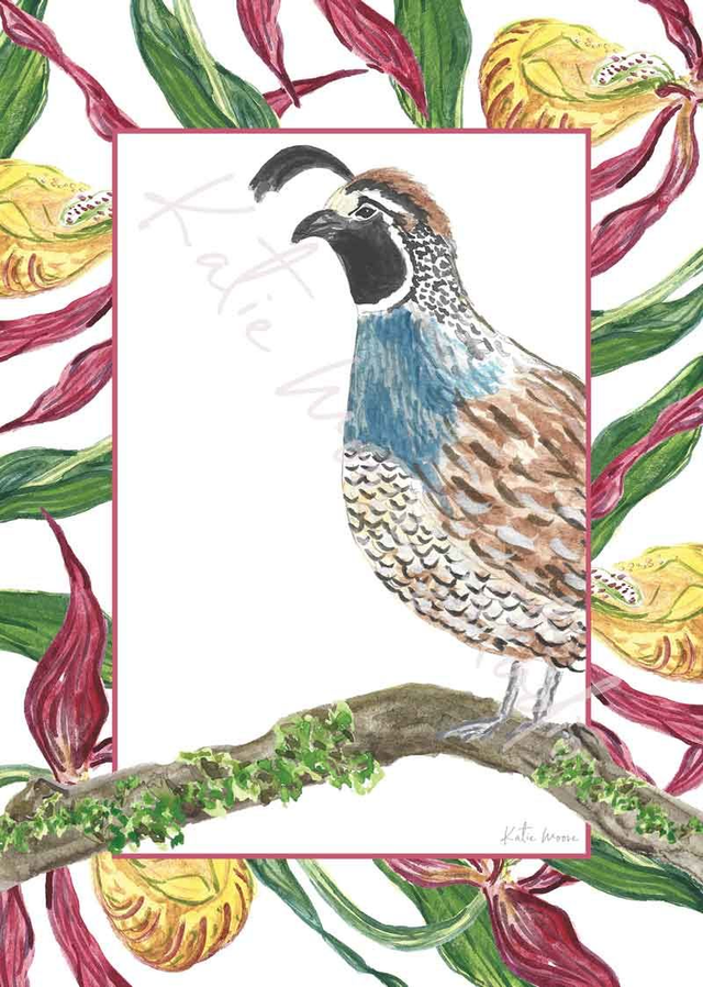 Quail - Orchid Border