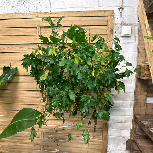 Cissus Japonica (Vigne asiatique décorative)