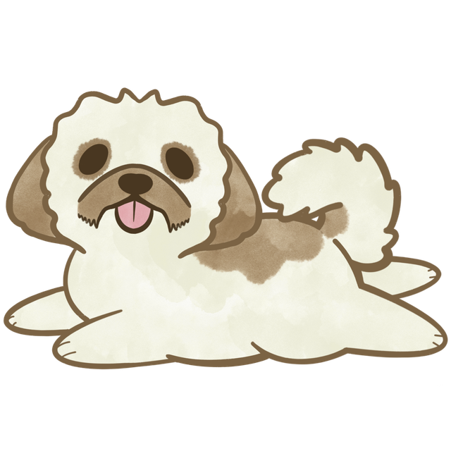 Shih Tzu