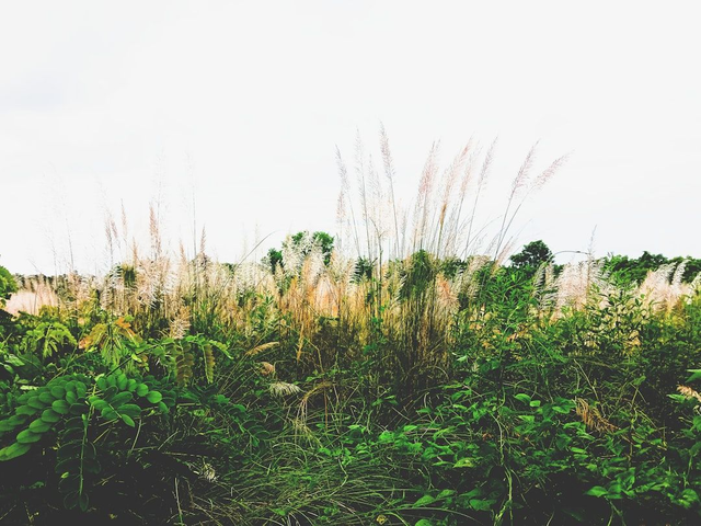 TIR À L’ARBALÈTE