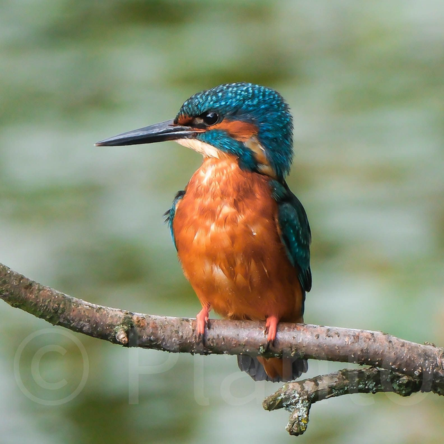 Kingfisher limited edition poster print.