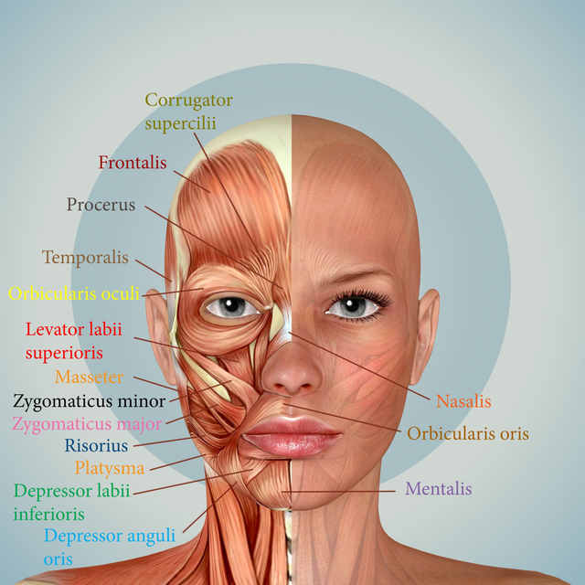Faszienmassage-Schulung
