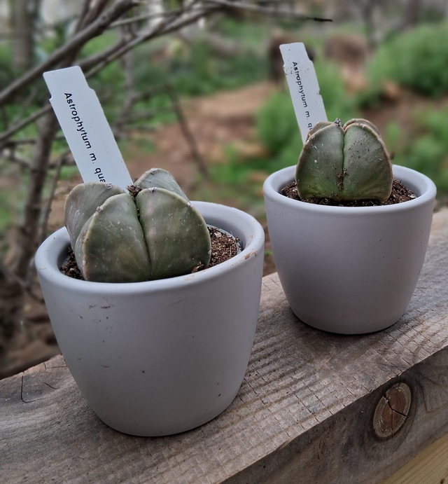 D31 . Astrophytum Nudum in mini cachpot