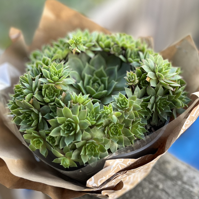 Sempervivum 