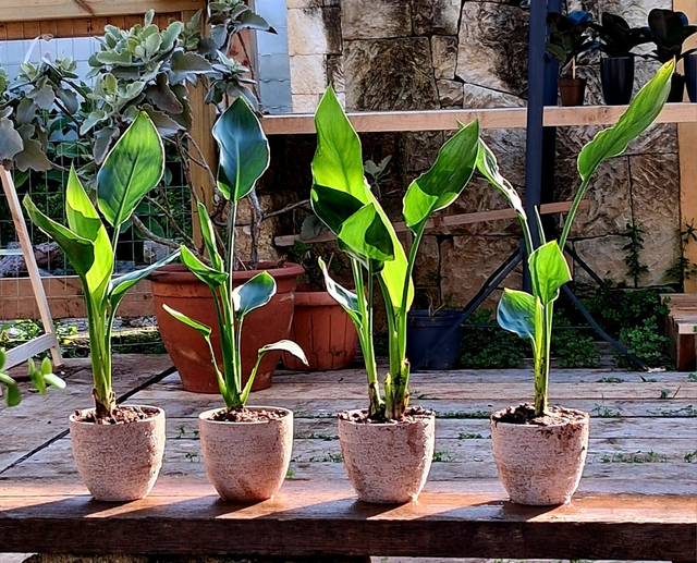 L06 . Strelitzia Reginae in vaso "Galestro in pietra sbucciata"