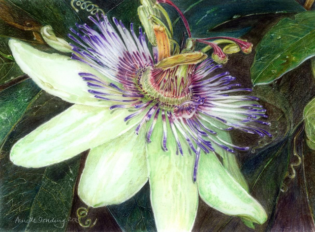 Passion Flower Original SOLD