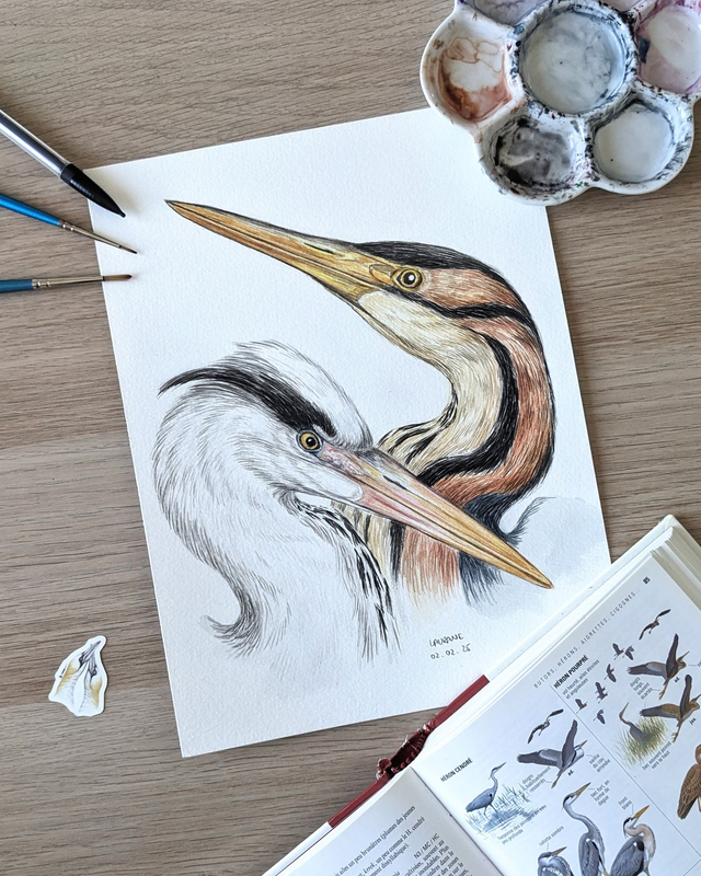 Aquarelle originale - Duo de hérons