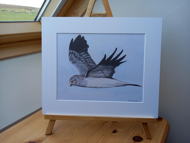 Male Hen Harrier Print