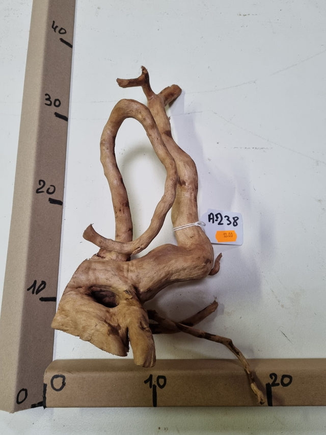 Racine araignée A-238