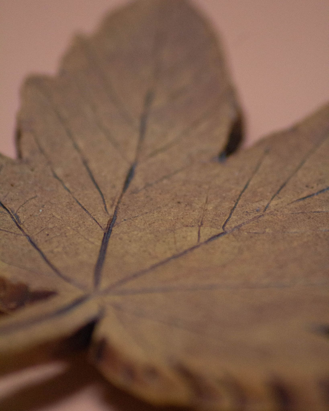 Sycamore Maple Leaf Ring Dish