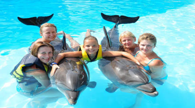 Shooting photo dolphins