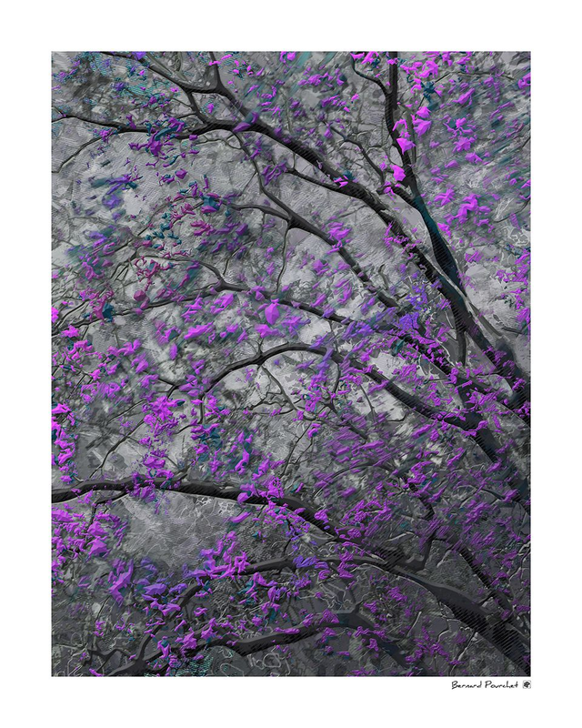 Arb11 - Platanas Mico Malva