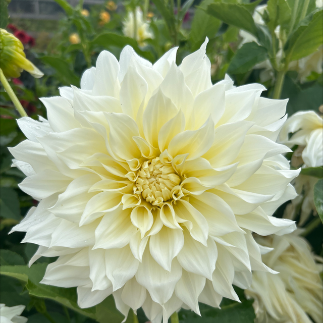 Cafe Au Lait Supreme 117