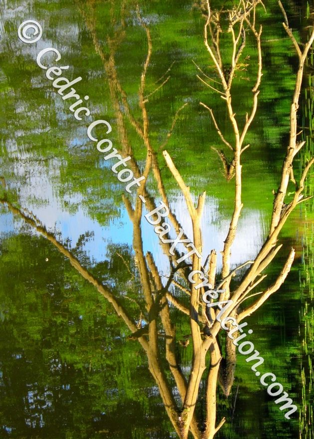 Carte postale - Reflets et cours d'Eau (Ref IMG_4982)
