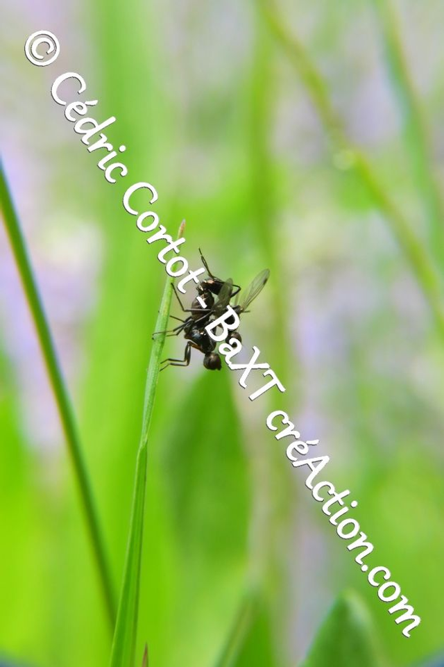 Impression sur alu dibond - Le petit monde du Vivant (ref 9599)