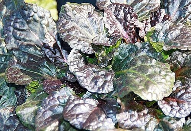 Ajuga reptans 'Black Scallop' P9 (0.5l)