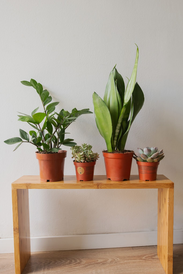 Kit du Jardinier flemmard - Mood Kit 🌱