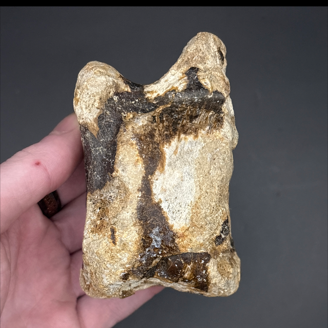 Bison Tarsal