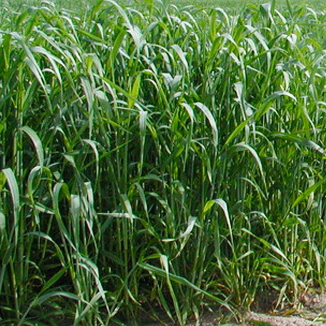 Seigle de printemps - SM ELARA