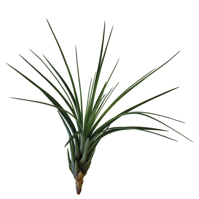 PT Tillandsia Melanocrater Tricolor 8715897361715