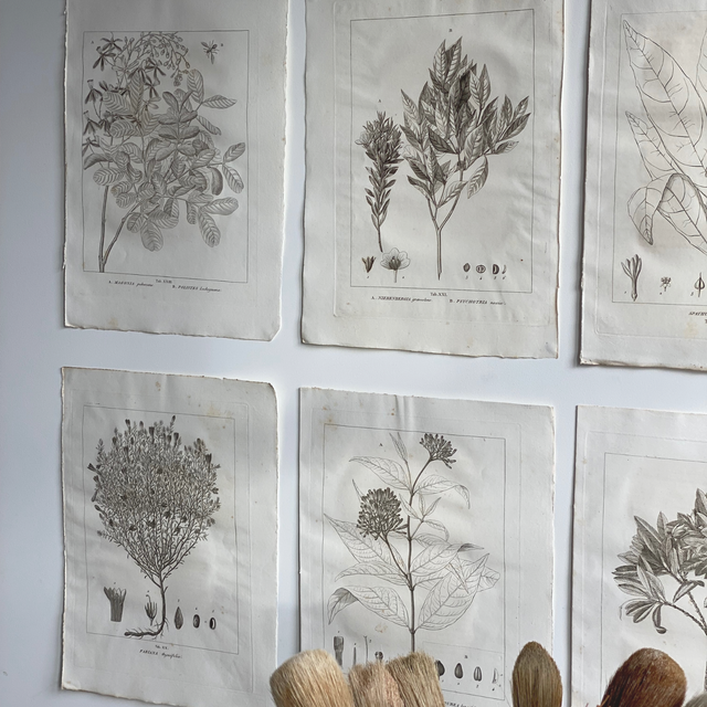 Planche botanique XX à XXIII, XXVIII et XXX