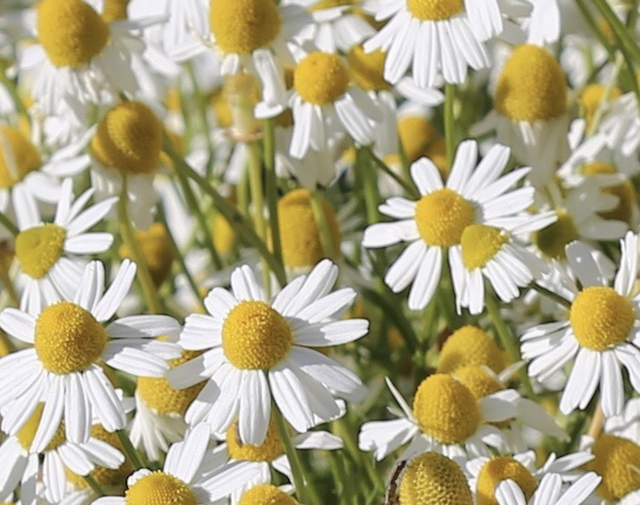 Camomille Matricaire Bio- Matricaria recutita