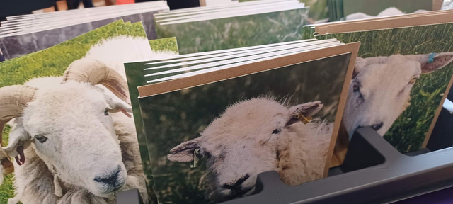 5 mixed Sheep greetings cards