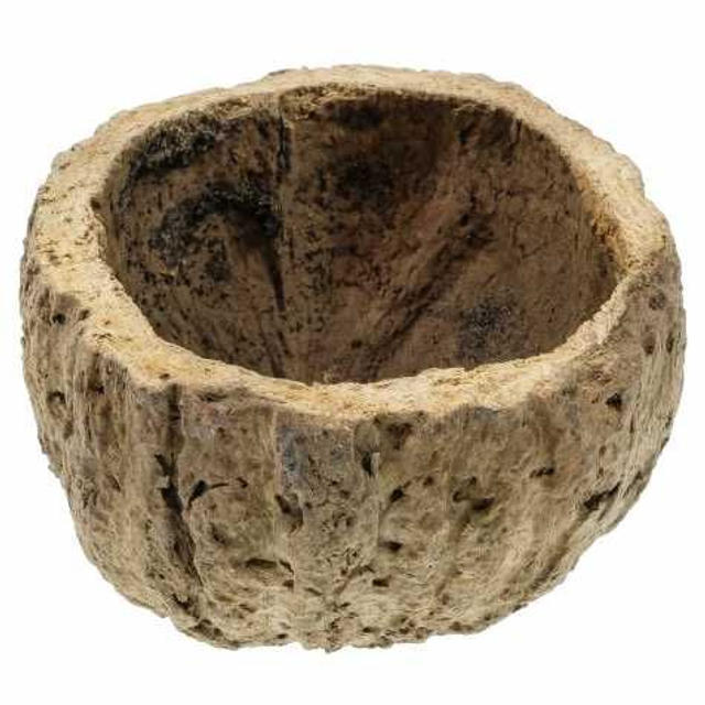 Gousse Ourico 8-10cm