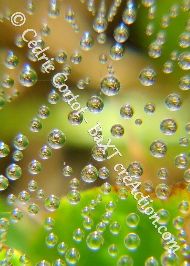 1 - Carte postale - Rosée et gouttes de pluie (Ref 0034)