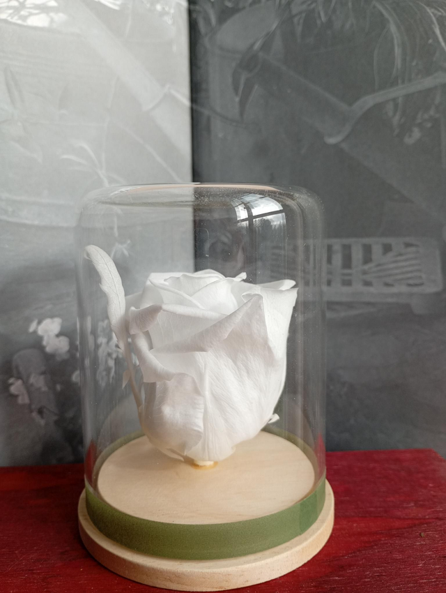 Mamie04 unique rose blanche