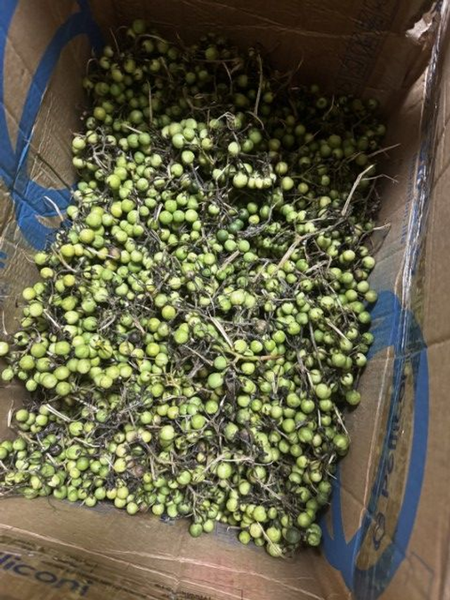 GB garden eggs  800g