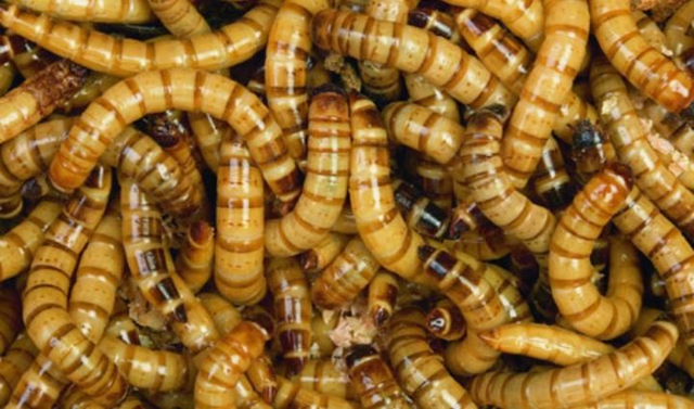 Kaimani vaschetta 100 g