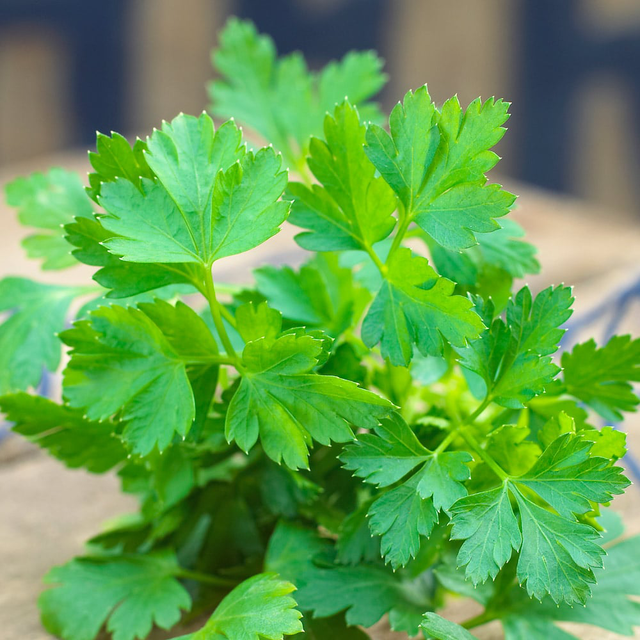 Italian Flat Leaf Parsley