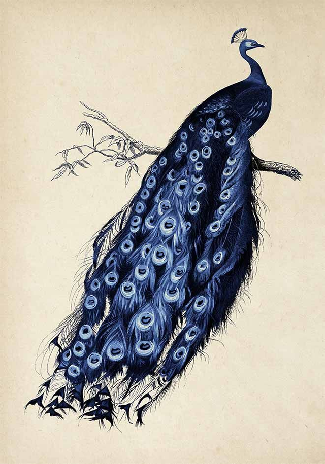 Peacock Blue