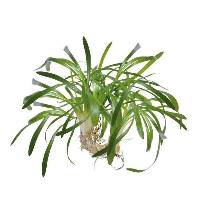 Easygrow Sagittaria Subulata 8715897322792