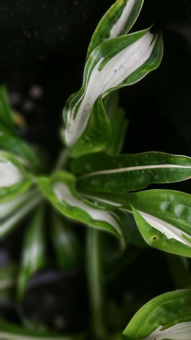 Hosta 'Kiwi Spearmint' bare root