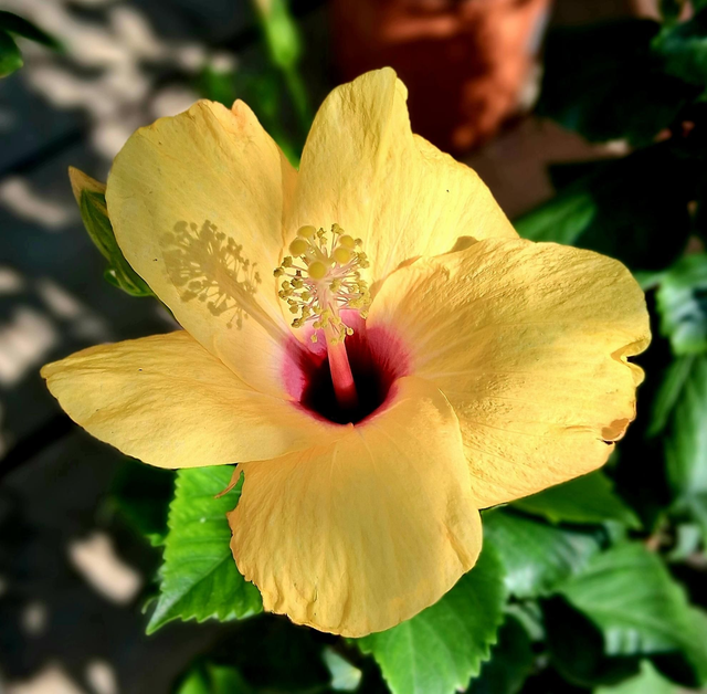 HY03 . Hybiscus rosa-sinensis fiore giallo in vaso 18