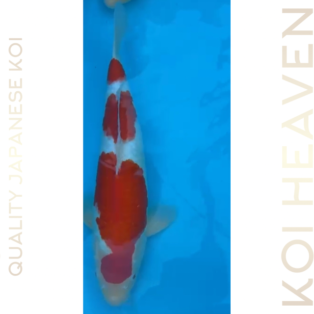 Matsue koi farm   HQ kohaku   Nisai   Circa 45cm 