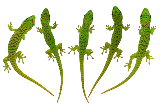 Phelsuma Grandis Mâle Adulte